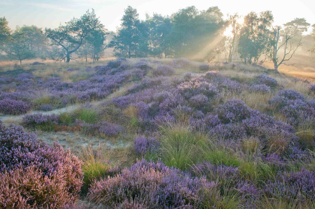 Landhuisjes Bij De Wouterbron Opglabbeek Zewnętrze zdjęcie